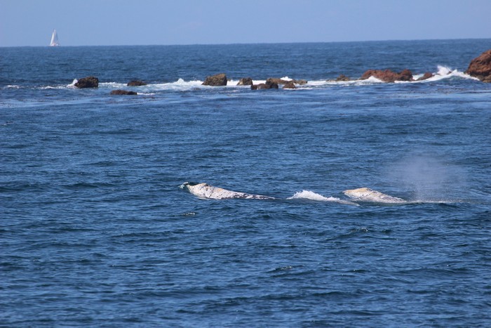 Gray whales