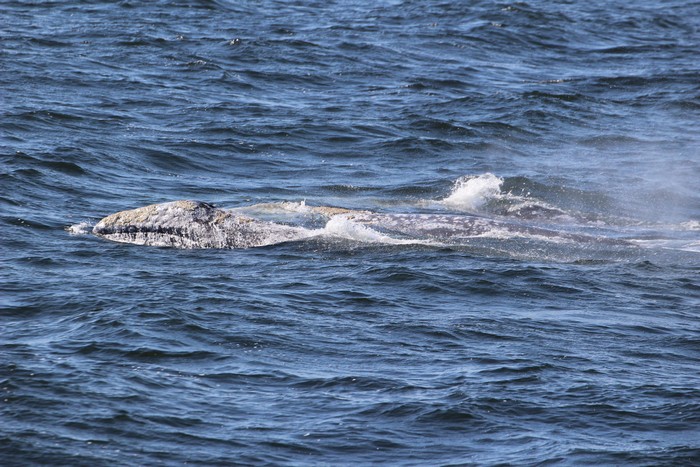 Gray whales