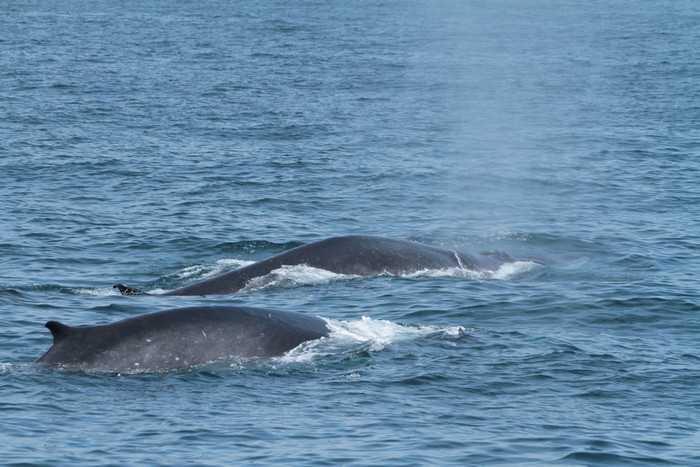 Fin whales