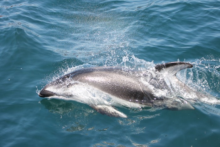 Pacific white-sided dolphin