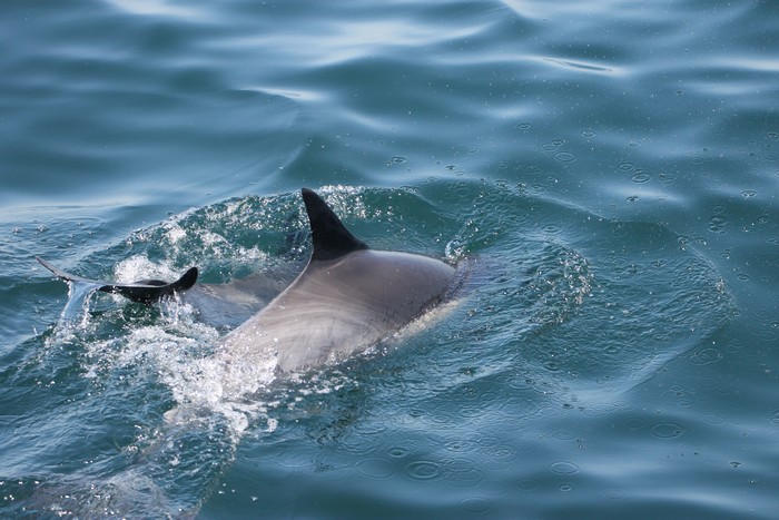 Common dolphin