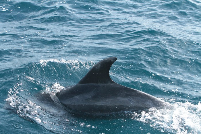 Bottlenose dolphin