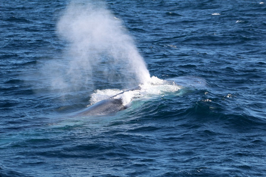 Blue whale blow and rostrum