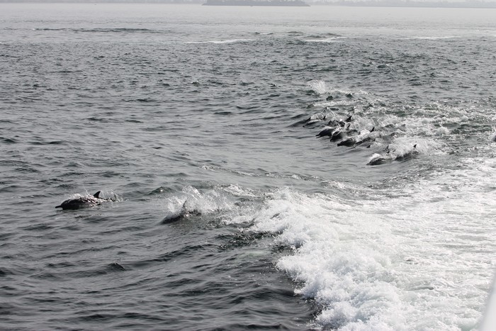 Dolphins surfing in the boat wake