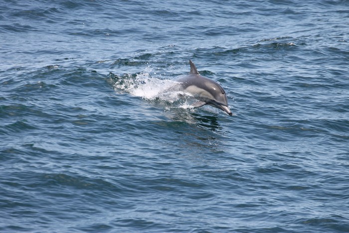 Common dolphin