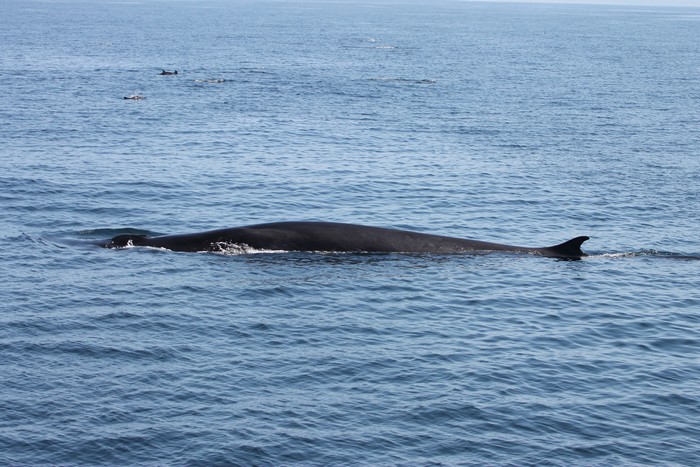 Fin whale