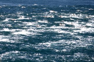 Thousands of common dolphins traveling together!