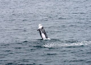 A Risso's dolphin is breaching out of the water