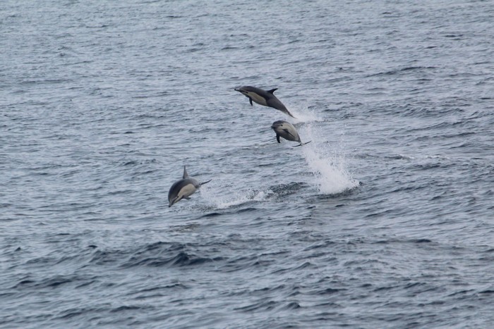 Common dolphins jumping
