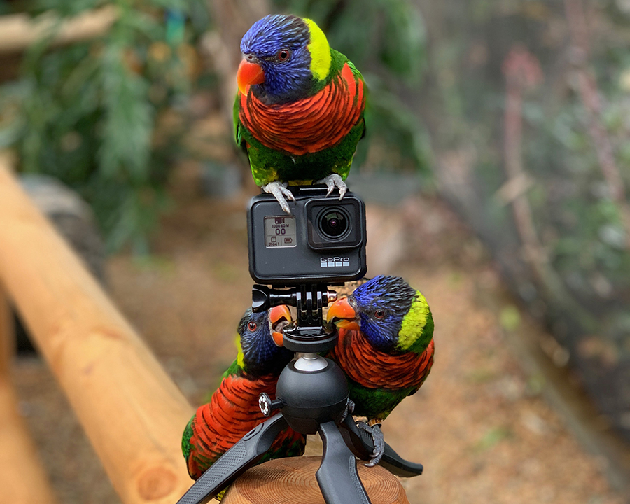 Lorikeets and GoPro 12-7-2019
