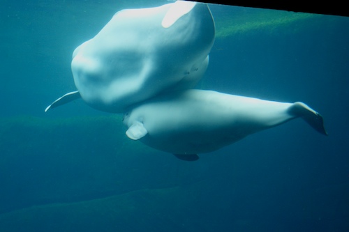 Beluga with visible nipples and baby swimming underneath