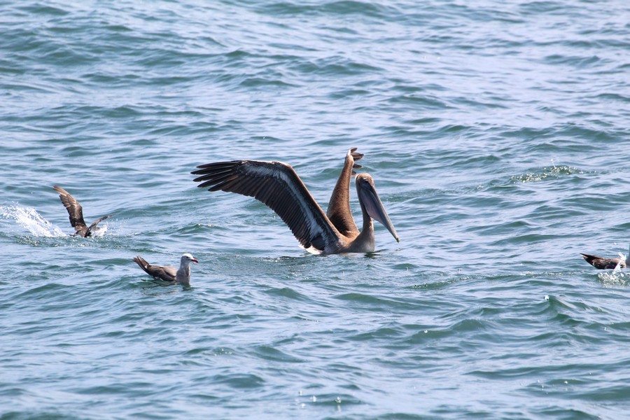 Pelican_AOP20190808-1938.jpg