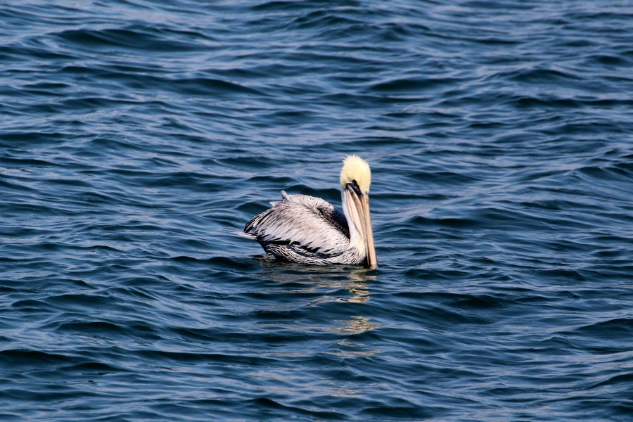 Pelican_AOP20190905-5957.jpg