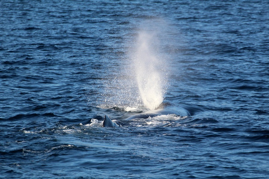 Sperm_whale_AOP20190812-2349.jpg