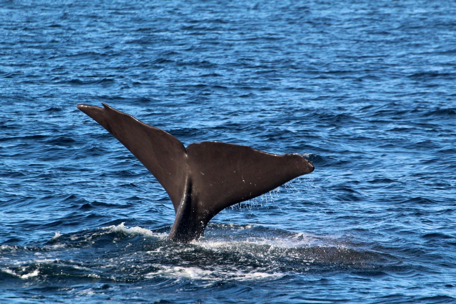 Sperm_whale_AOP20190812-2363.jpg