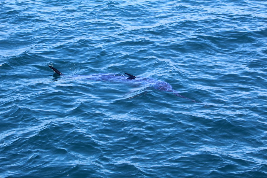 Swordfish_AOP20190904-5026.jpg