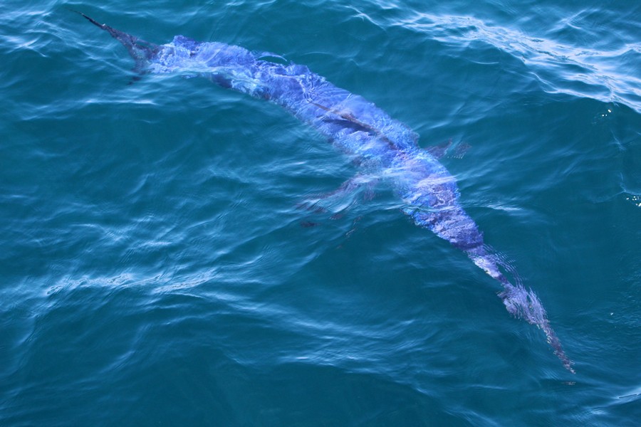 Swordfish_AOP20190904-5032.jpg