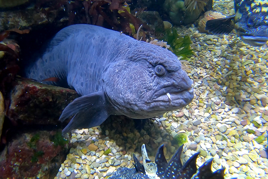 wolf eel with tentacle on lip