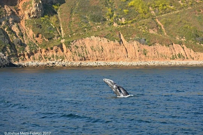 Gray whale breaching