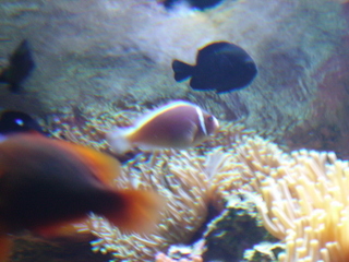 Pick skunk clownfish