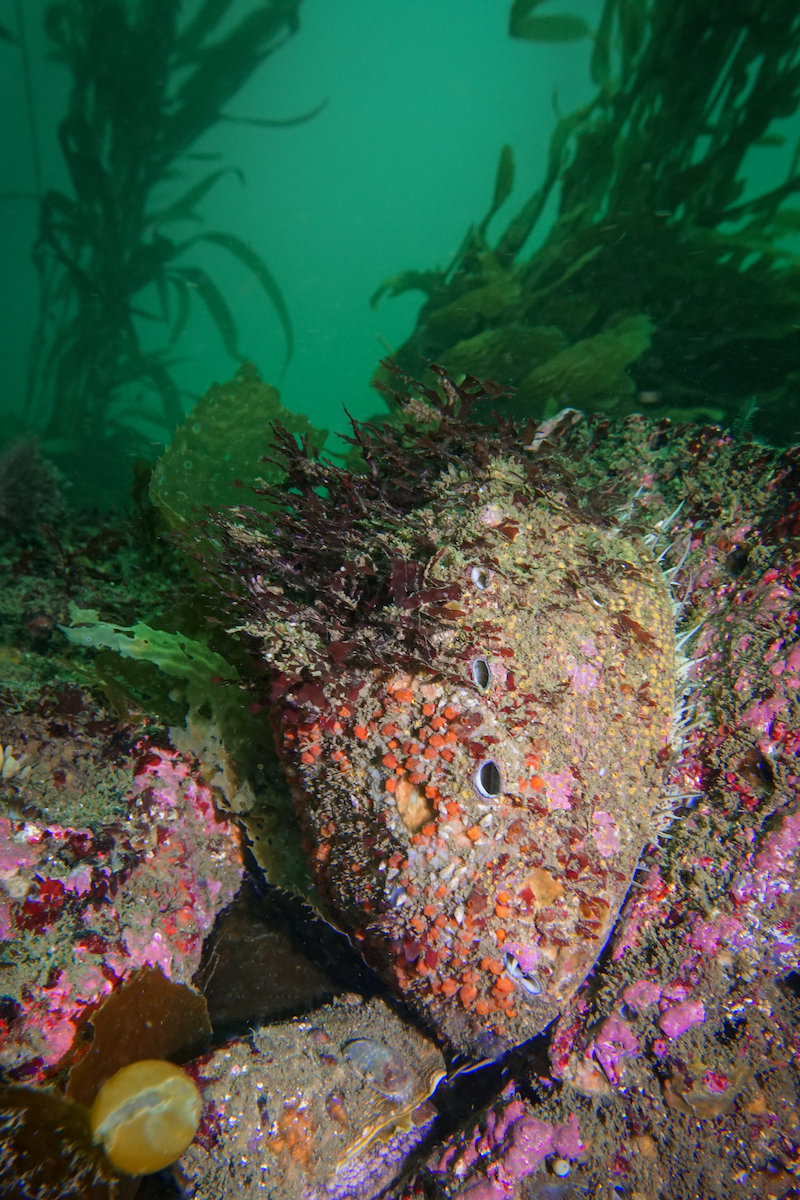 wild abalone on rocks of kelp forest