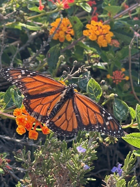 A monarch butterfly perched on a flowering shrub with orange and purple blooms.