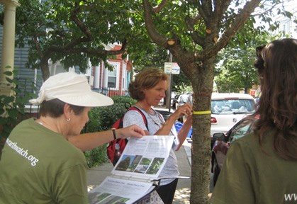Woman measuring a tree