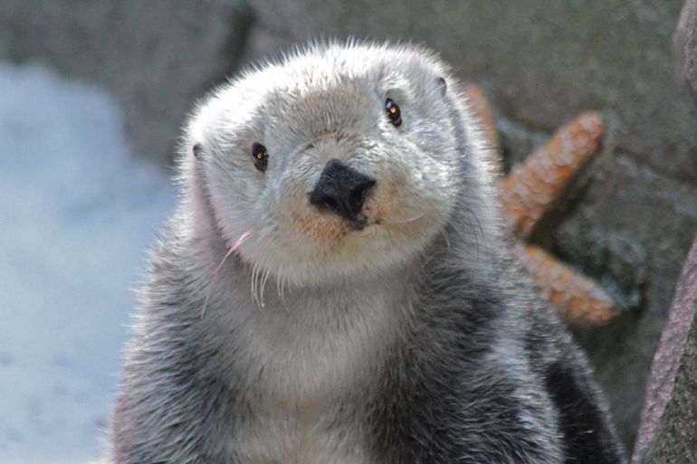Sea otter looking at the camera with head tilted