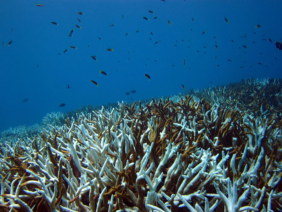 Bleached Acropora sp. coral in the ocean with small fish swimming above it.