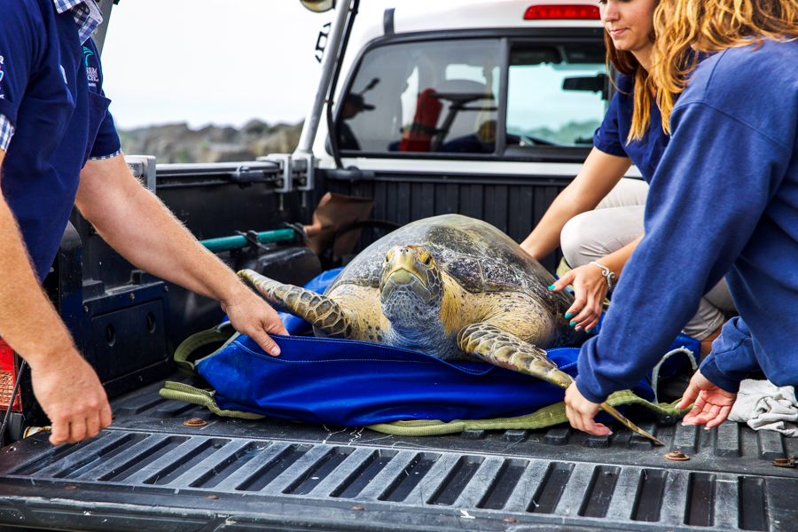 Sea turtle in bed of truck being released back into the ocean