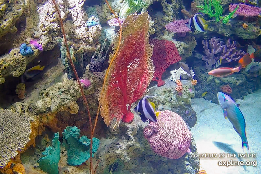 Coral Reefs Webcam Screenshot
