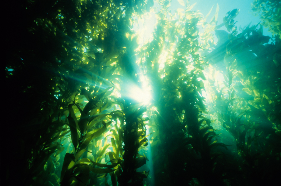 Kelp forest with sunlight breaking through