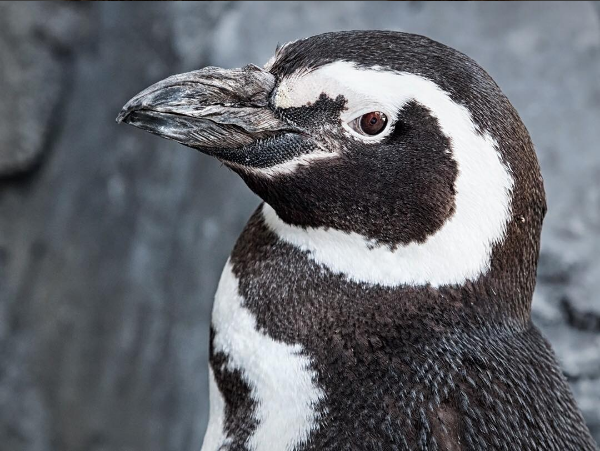 Penguin Henry