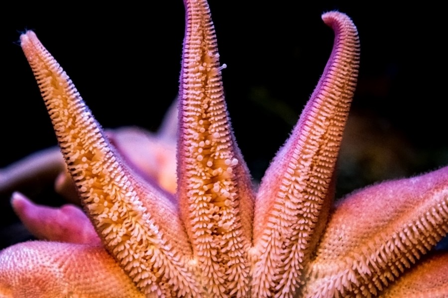 Sea star tube feet