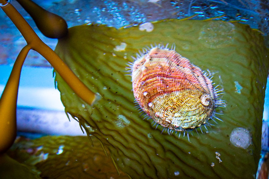 Saving Endangered Species | The Aquarium's Vision | Aquarium of the Pacific