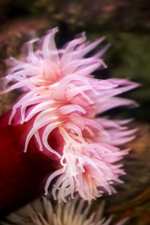 Pink anemone with long tentacles