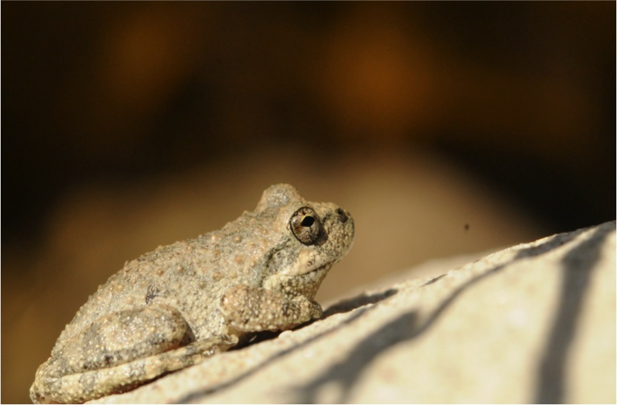 California tree frog
