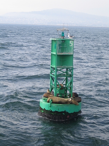 Sea lions resting on a green buoy on the ocean