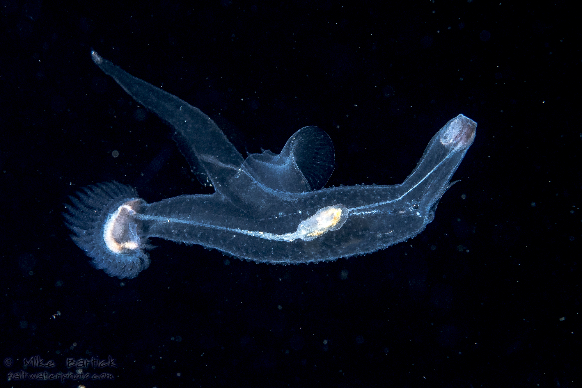 Hterepod_Sea_elephant_(1_of_1).jpg
