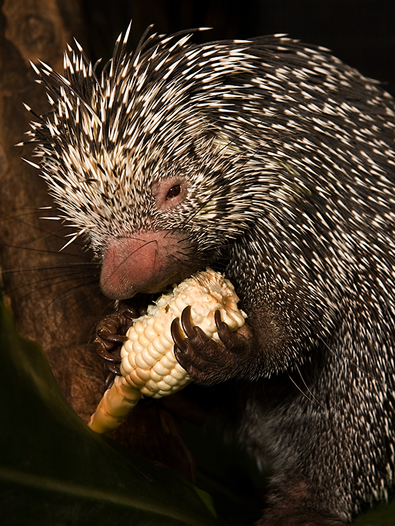 Porcupine