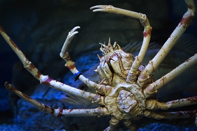 spider crab