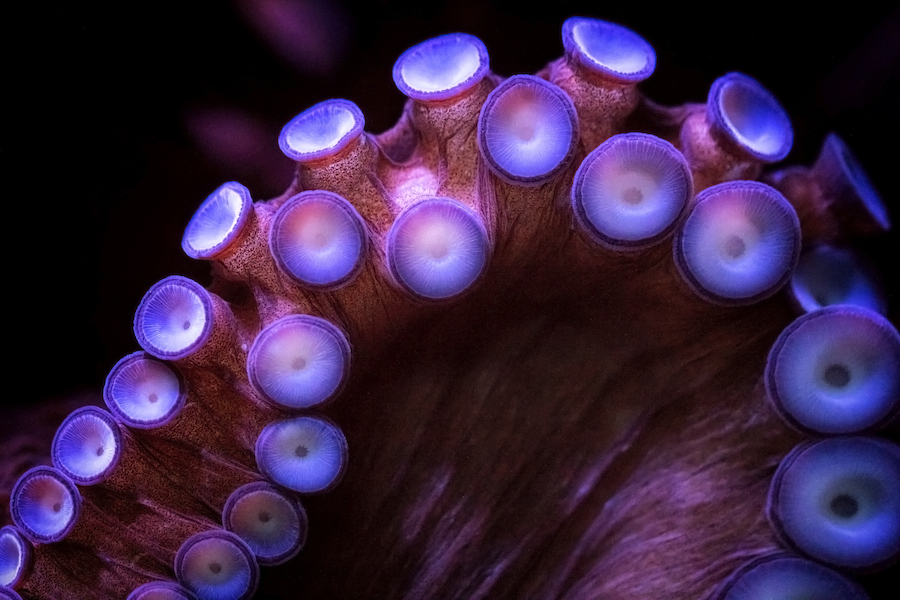 Octopus arm in the dark