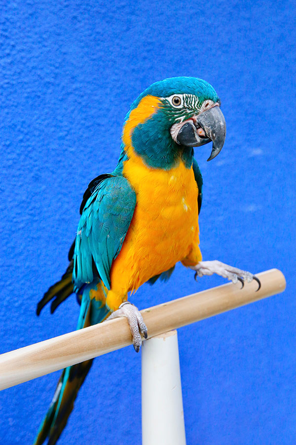 Blue Throated Macaw (Benny)