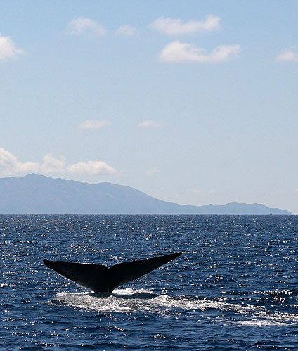 Blue Whale Fluke