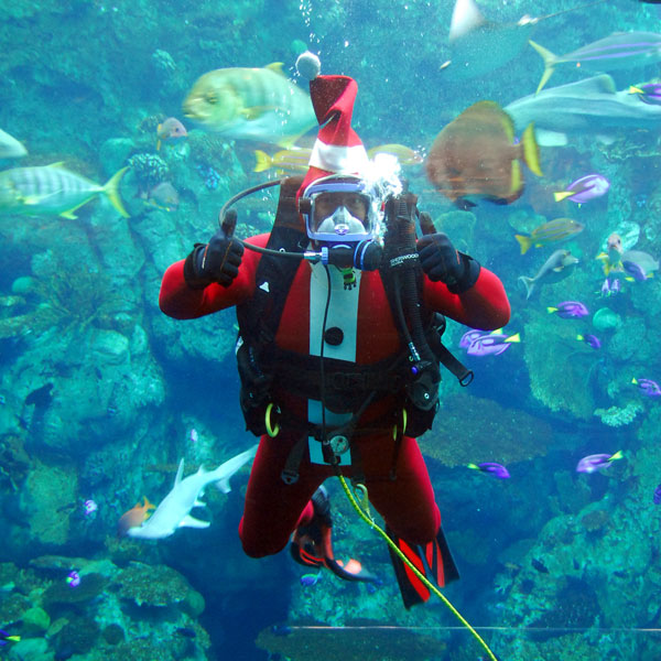 Holiday Santa diver in Tropical Reef exhibit