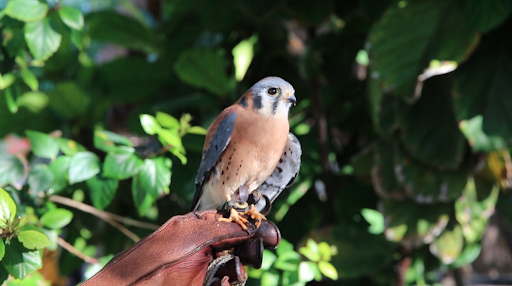 Kestrel
