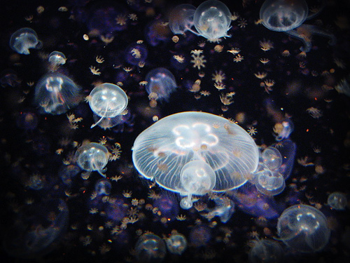 a smack of moon jellies