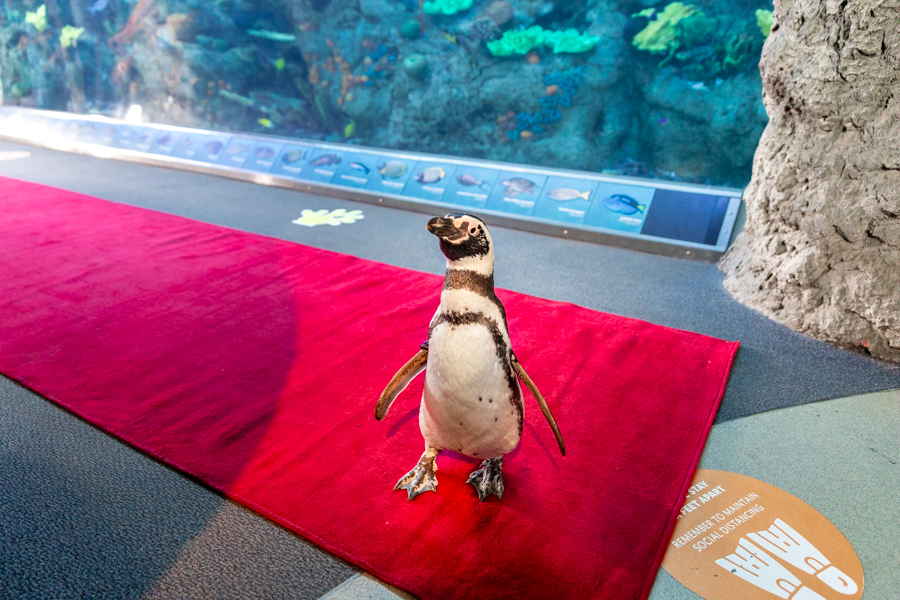Penguin walking on red carpet