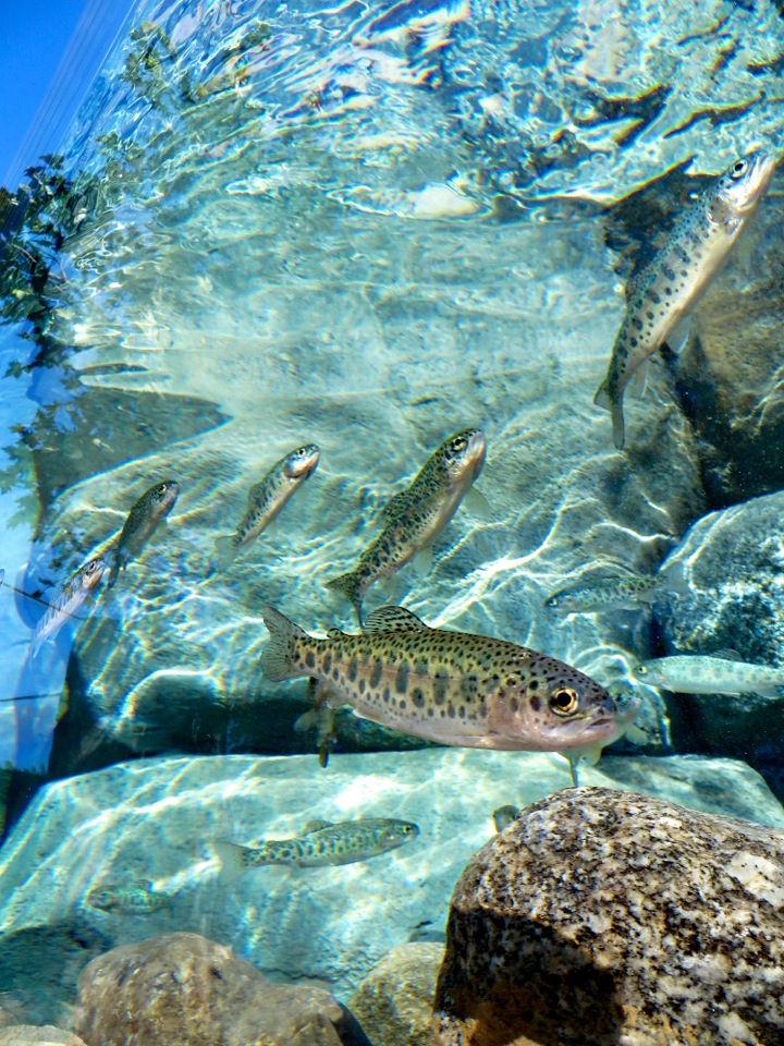 Steelhead fish in exhibit
