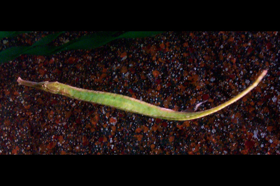 Alligator Pipefish